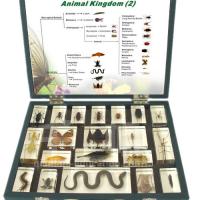 Biology Specimen - Animal Kingdom (II)