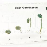 Qianfan Specimen - Bean Germination