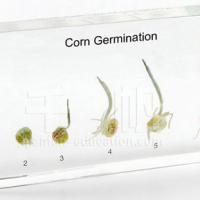 Qianfan Specimen - Corn Germination