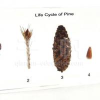 Qianfan Specimen - Life Cycle of Pine