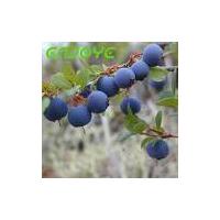 Large picture Bilberry Extract