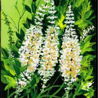 Large picture Black cohosh extract