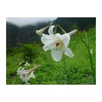 Large picture Lily extract