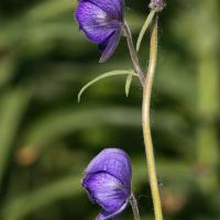 Large picture Kusnezoff Monkshood Root