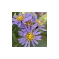 Large picture Tatarian aster extract