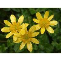 Large picture celandine extract