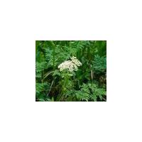 Large picture snowparsley extract