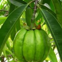 Large picture Garcinia Cambogia Fruit Extract