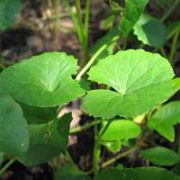 Large picture Gotu Kola Herb Extract