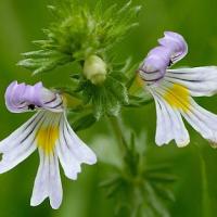 Large picture Eyebright Herb extract