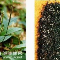 Large picture Plantago Seed Extract