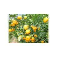 Large picture Citrus Extract