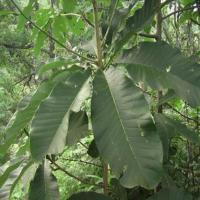 Large picture Magnolia Bark Extract