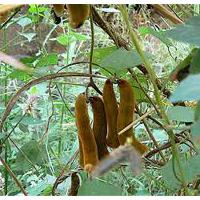 Large picture Mucuna Extract