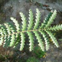 Large picture Potentilla Extract