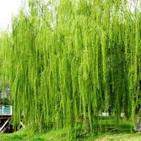 Large picture White willow bark extract