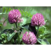 Large picture red clover extract