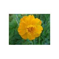 Large picture Globeflower extract