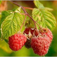 Large picture Raspberry Extract