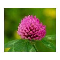 Large picture Red Clover P.E.