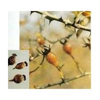 Large picture Rosehips extract