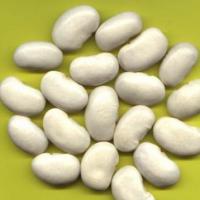 Large picture White Kidney Bean Extract