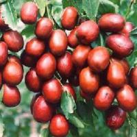 Large picture Jujube extract