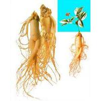Large picture Panax Ginseng Extract