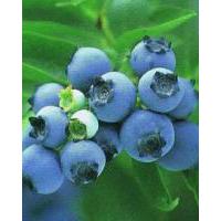 Large picture blueberry anthocyanin