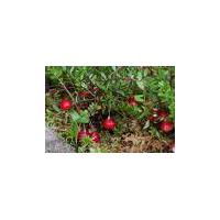 Large picture lingonberry anthocyanin