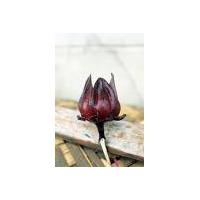 Large picture roselle red