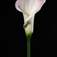Large picture artificial calla flower