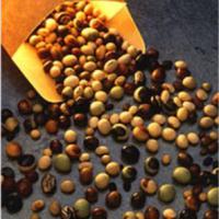 Large picture soy beans