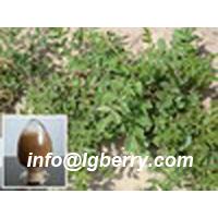 Large picture Rhizoma Ligustici Wallichii extract