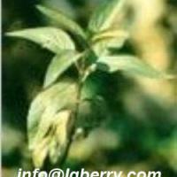 Large picture Herba Eupatorii(Eupatorium) extract
