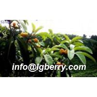 Large picture Folium Eriobotryae(Loquat Leaf) extract