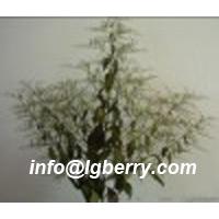 Large picture Andrographis Paniculata Extract
