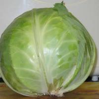 Large picture Cabbage