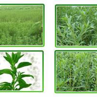 Large picture Stevia extract&Stevioside