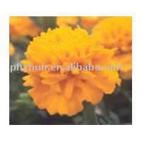 Large picture Marigold extract&Lutein