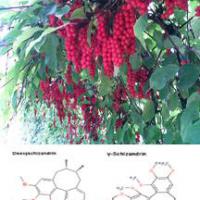 Large picture Schisandra Chinensis extract