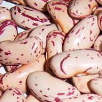 Large picture Light Speckled Kidney Beans