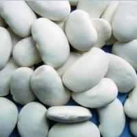 Large picture Large White Kidney Bean