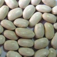 Large picture Medium White Kidney Beans