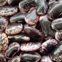 Large picture Large Black Speckled Kidney Beans