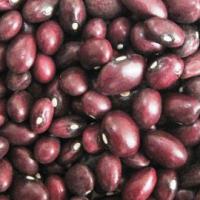 Large picture purple kidney beans( Round )