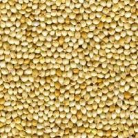 Large picture Yellow White Millet for Bird Feed