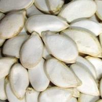 Large picture Chinese Northeast Snow White Pumpkin Seeds