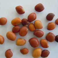 Large picture Toor (pigeon peas)