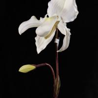 Large picture artificial slipper orchid